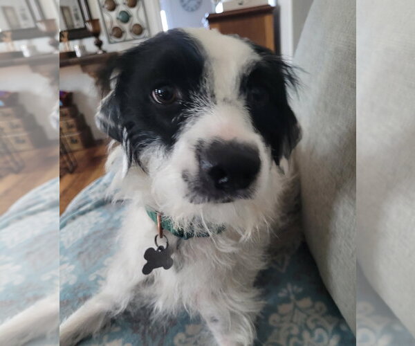 Medium Photo #3 Border Collie-Parson Russell Terrier Mix Puppy For Sale in Chandler, AZ, USA