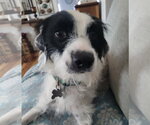 Small #2 Border Collie-Parson Russell Terrier Mix