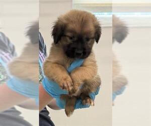 American Staffordshire Terrier-Unknown Mix Dogs for adoption in San Antonio, TX, USA