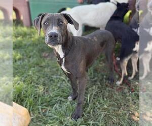 Great Dane-Unknown Mix Dogs for adoption in Modesto, CA, USA