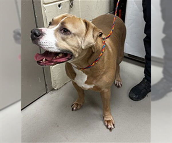 Medium Photo #1 Mutt Puppy For Sale in Sanford, FL, USA