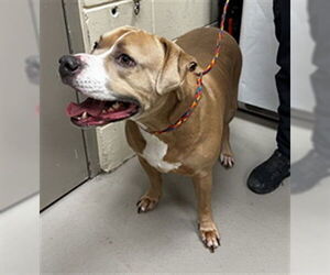 Mutt Dogs for adoption in Sanford, FL, USA