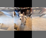 Small Siberian Husky