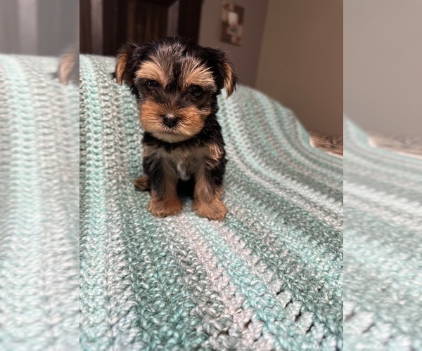 Medium Photo #4 Yorkshire Terrier Puppy For Sale in HIGHLAND, CA, USA