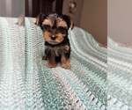 Small Photo #4 Yorkshire Terrier Puppy For Sale in HIGHLAND, CA, USA