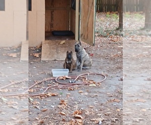 Presa Canario Puppy for sale in FAYETTEVILLE, NC, USA