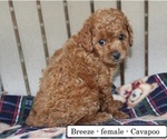 Small #6 Cavapoo