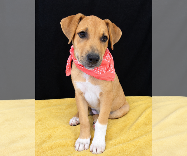 Medium Photo #2 Border Collie-Unknown Mix Puppy For Sale in Mt. Laurel, NJ, USA