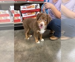Small #2 Miniature American Shepherd