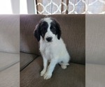 Small Photo #5 Goldendoodle Puppy For Sale in SEDALIA, MO, USA