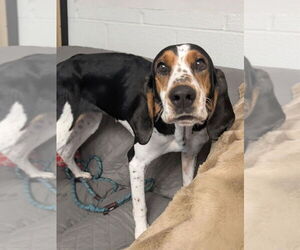 Mutt Dogs for adoption in Muskegon, MI, USA