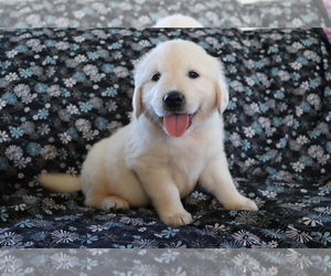 Golden Retriever Puppy for sale in SHILOH, OH, USA