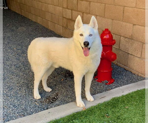 Medium Photo #2 Siberian Husky Puppy For Sale in Moreno Valley, CA, USA
