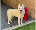 Small #1 Siberian Husky
