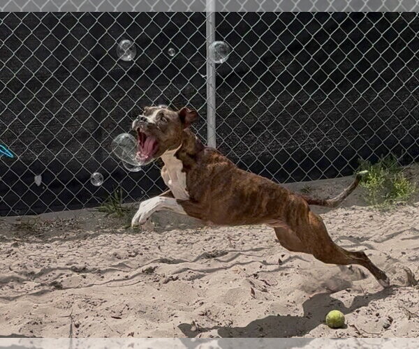 Medium Photo #4 Mutt Puppy For Sale in Sanford, FL, USA