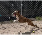 Small #3 Mutt