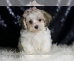 Small #5 Maltipoo