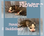 Image preview for Ad Listing. Nickname: Flower