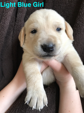 Medium Photo #1 Golden Labrador Puppy For Sale in STOCKTON, MO, USA