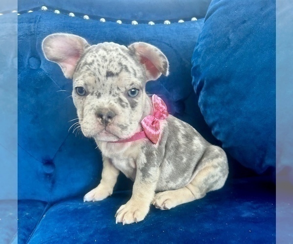 Medium Photo #3 French Bulldog Puppy For Sale in DENVER, CO, USA