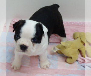 Boston Terrier Puppy for sale in CRKD RVR RNCH, OR, USA