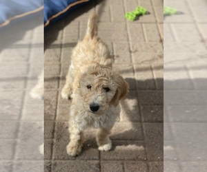 Goldendoodle Puppy for sale in CITRUS HEIGHTS, CA, USA