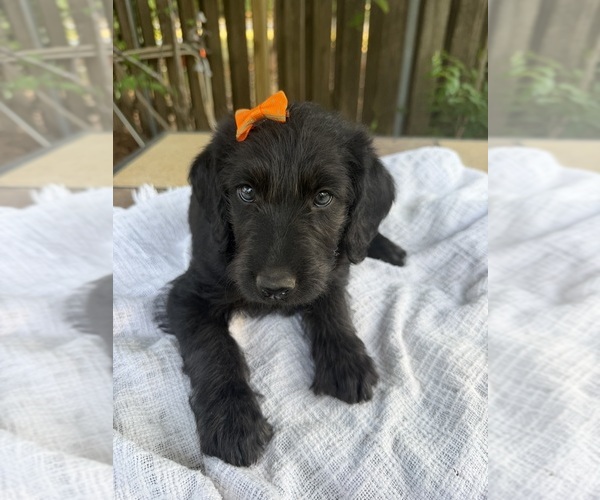 Medium Photo #1 Labradoodle Puppy For Sale in PEMBROKE, GA, USA