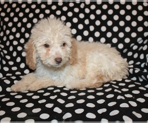Goldendoodle (Miniature) Puppy for sale in BLMGTN, IN, USA