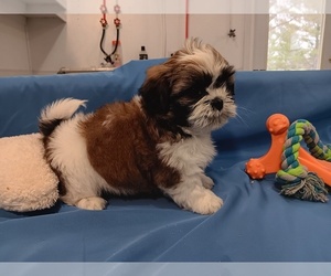 Shih Tzu Litter for sale in CAMPBELL HILL, IL, USA