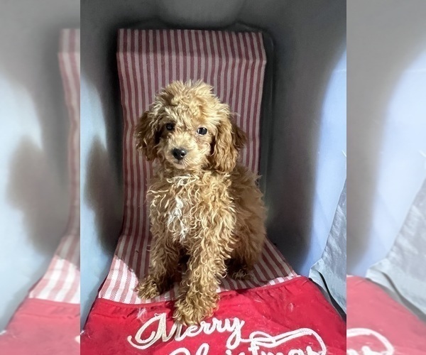 Medium Photo #4 ShihPoo Puppy For Sale in DURHAM, CT, USA
