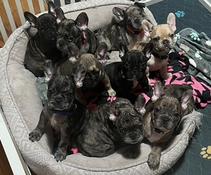 French Bulldog Puppy for sale in GREECE, NY, USA