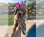 Puppy Puppy 3 Goldendoodle-Poodle (Miniature) Mix