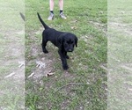 Small Photo #10 Labradoodle Puppy For Sale in KIRKSVILLE, MO, USA
