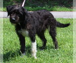 Small #2 Mutt