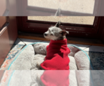 Small #3 Chihuahua Mix