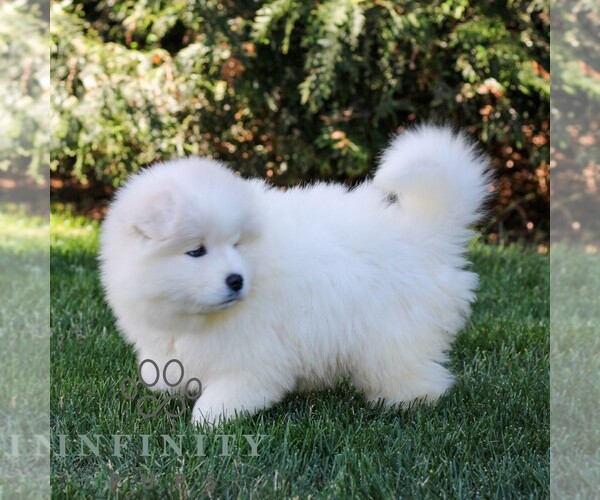 Medium Photo #4 Samoyed Puppy For Sale in LITITZ, PA, USA