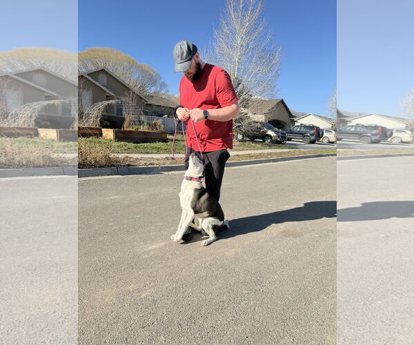 Medium Photo #6 Border Collie-Unknown Mix Puppy For Sale in Sandy, UT, USA