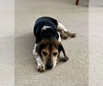 Small Photo #3 Beagle Puppy For Sale in Clinton , MI, USA