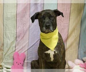 Mastiff-Unknown Mix Dogs for adoption in Placerville, CA, USA