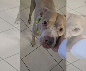 Chihuahua-Unknown Mix Dogs for adoption in Virginia Beach, VA, USA