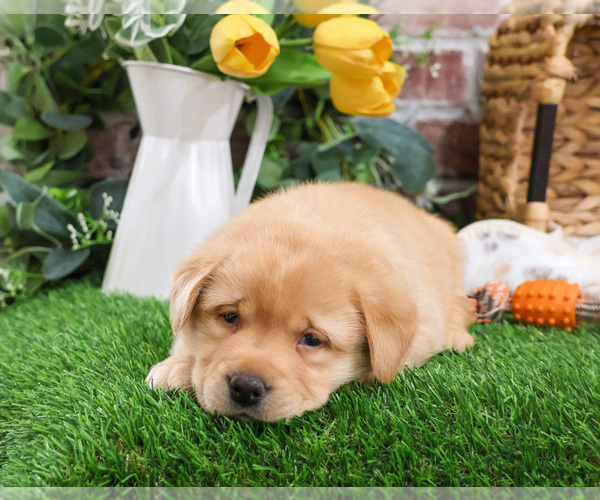 Medium Photo #12 Labrador Retriever Puppy For Sale in SYRACUSE, IN, USA