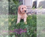 Small Photo #19 Goldendoodle Puppy For Sale in TOPEKA, IN, USA