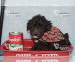 Small #3 Poodle (Toy)