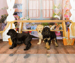 Small Photo #14 Goldendoodle Puppy For Sale in VALENCIA, CA, USA