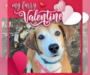Pongo Beaufort - Male Retriever -Unknown Mix Dog for Adoption - Photo #16