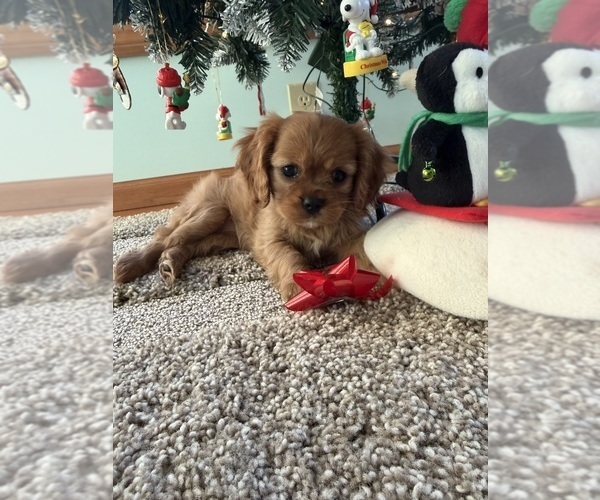 Medium Photo #10 Cavalier King Charles Spaniel Puppy For Sale in KANSAS CITY, MO, USA