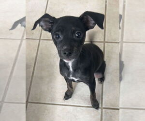 Jack Chi Dogs for adoption in Stephens City, VA, USA