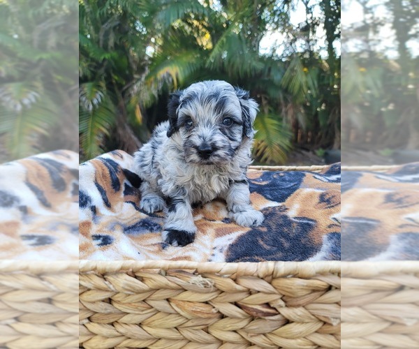 Medium Photo #1 Cockapoo (Toy) Puppy For Sale in TAMPA, FL, USA