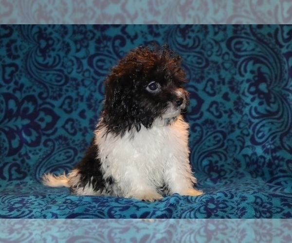 Medium Photo #14 Goldendoodle (Miniature) Puppy For Sale in DYERSBURG, TN, USA