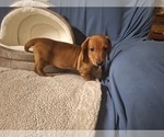 Image preview for Ad Listing. Nickname: Reddy Eddy
